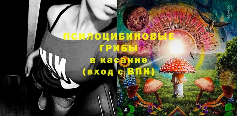 купить  цена  Зеленоградск  Псилоцибиновые грибы Cubensis 